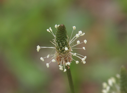 [The very top of the plant with thin white spikes tipped with white globs coming from the lower brown part of the center cone. The top part is green with thin white spikes starting to emanate from it. Unlike the prior photo, these white tipped spikes stick out in all directions rathter than in a concentrated area around the bottom of the spike.]
